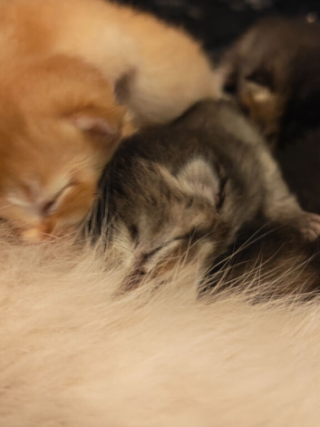 Scottish fold litter has arrived!!!