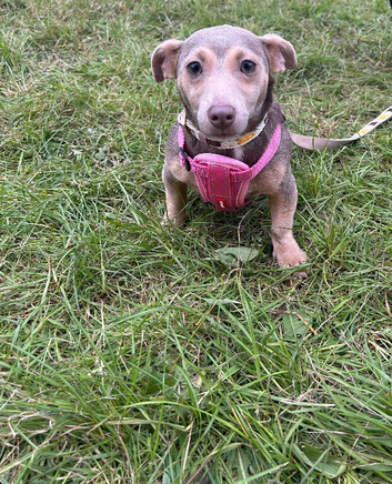 Beautiful lilac and tan jack russell bitch