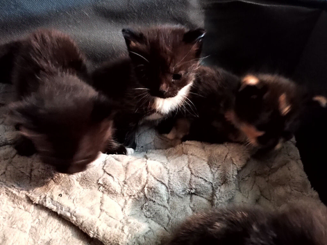 Kittens for sale
