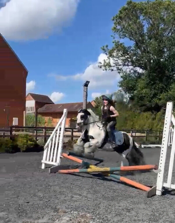 Family pony for sale