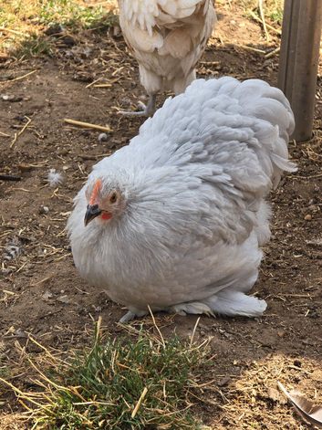 Pekin Bantam Pullets