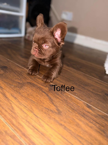 French bulldogs