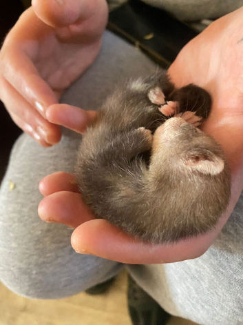 FULL MICRO Ferrets