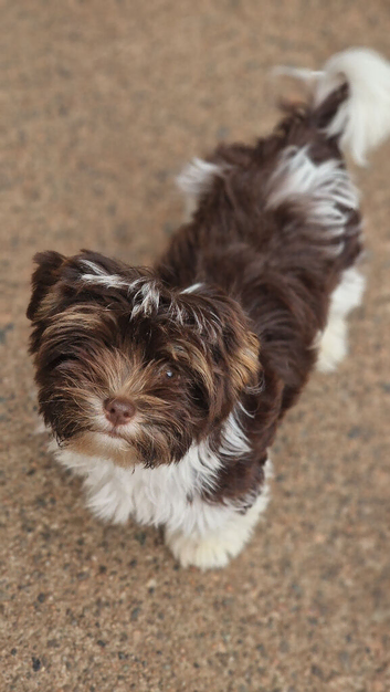 Biro yorkshire terrier