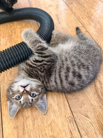 Kitten