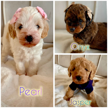Quality Rare coloured Toy Cavapoochons DNA Health Tested