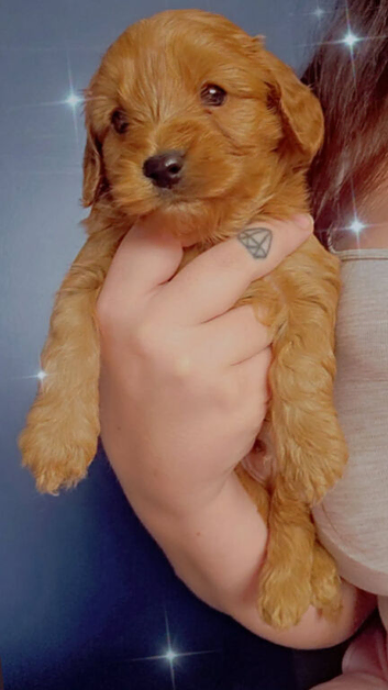 Cavapoo puppies