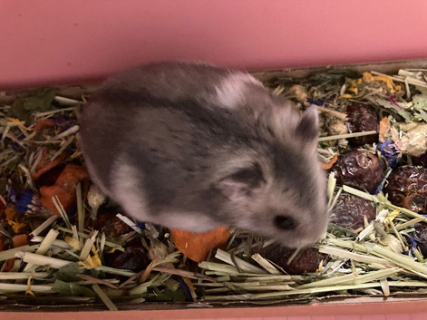 Russian dwarf with terrarium, cage, food and accessories