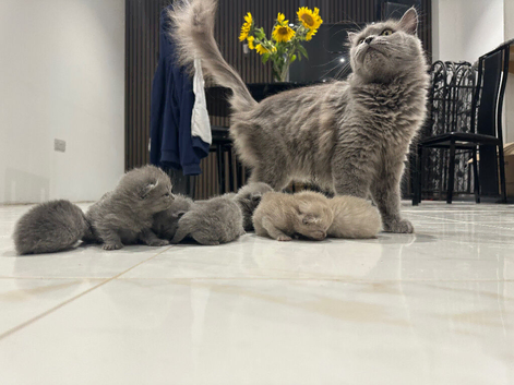 Persian Kittens