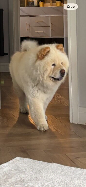Teddy