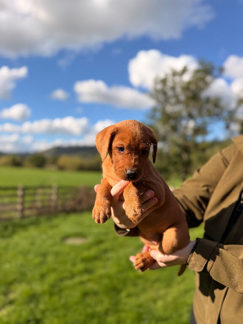 Stunning litter of lab pups looking for new homes