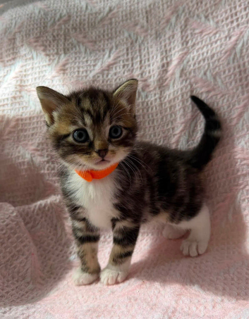 Kittens