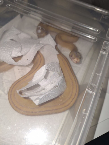 Golden child het snow dwarf