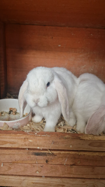 two mini lop boys