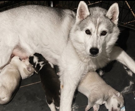 Kc registered Black and white female puppy ready 26/09/26