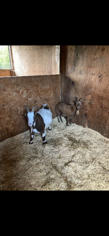 Goats for sale