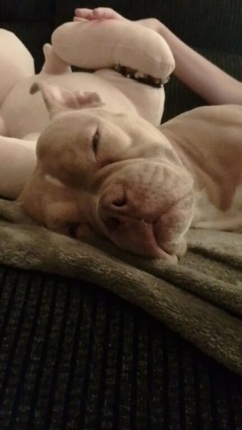 Female Pocket Bully