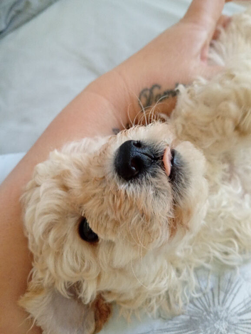 Miniature poodle