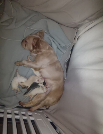 Fluffy French bulldogs