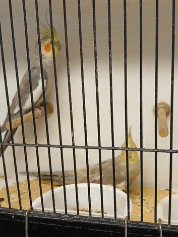 Breeding pair of Cinnamon Cockatiels