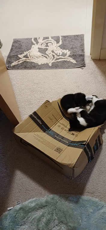 2 little beauties