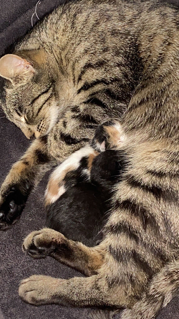 Kittens