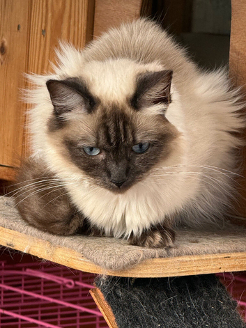 BEAUTIFUL RAGDOLL FEMALE FOR SALE