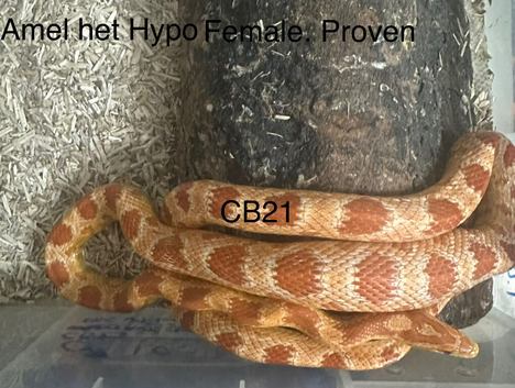 Corn snakes for sale