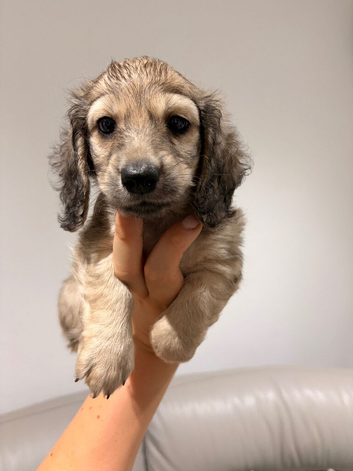 Shaded cream mini dachshund