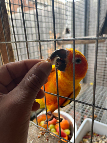Sun conures for sale