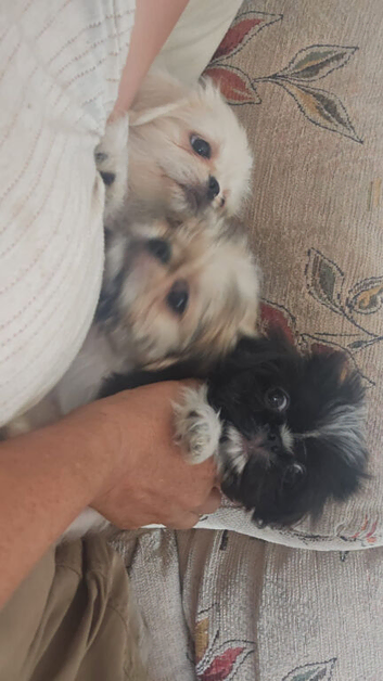 5 pugzu puppies