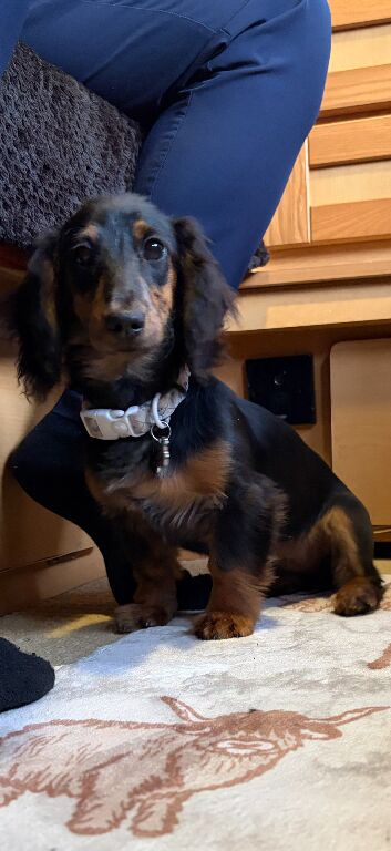 KC reg long haired mini dachshund female