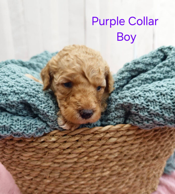 ️️Miniature Golden Doodle️️