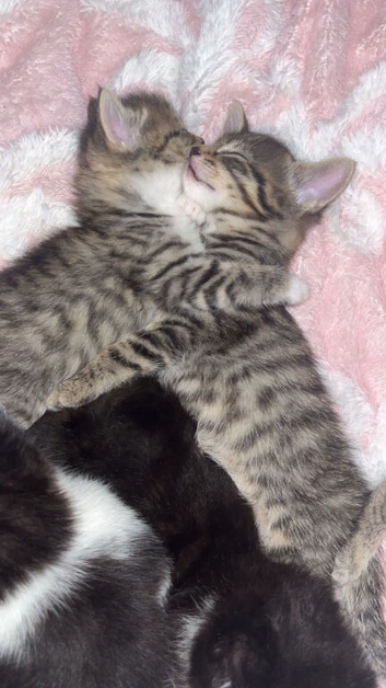 4 kittens 8 weeks old