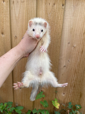 Semi angora kit hob