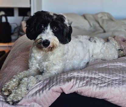 Black and white partie cockapoo for stud