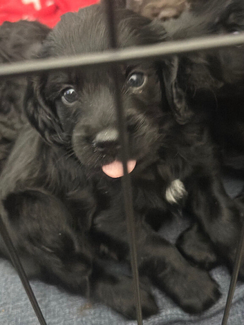 Gorgeous Sprocker Poo Puppies