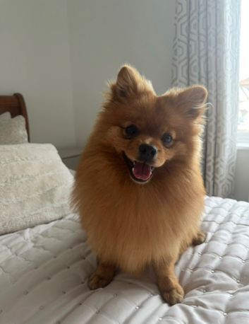 Handsome high standard Pomeranian stud