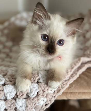 Stunning gccf chocolate ragdoll girl