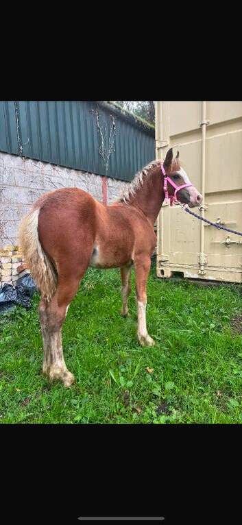 Flashy Welsh c colt foal