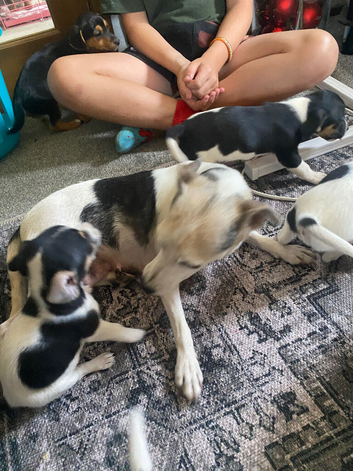Jack russel puppies ready to go