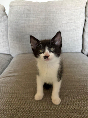 Kittens looking for forever homes
