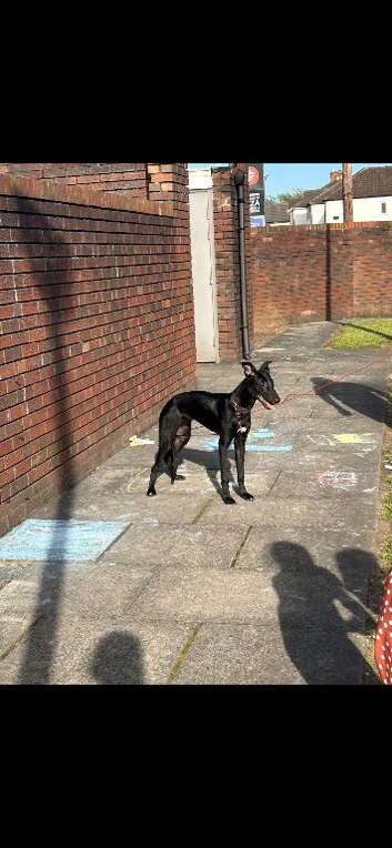 Lurcher