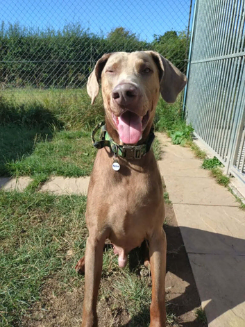 Doberman