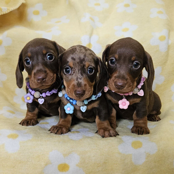 Gorgeous smooth mini dachshunds