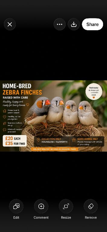 Home-Bred Zebra Finches &ndash; Healthy Parent-Raised Youngsters