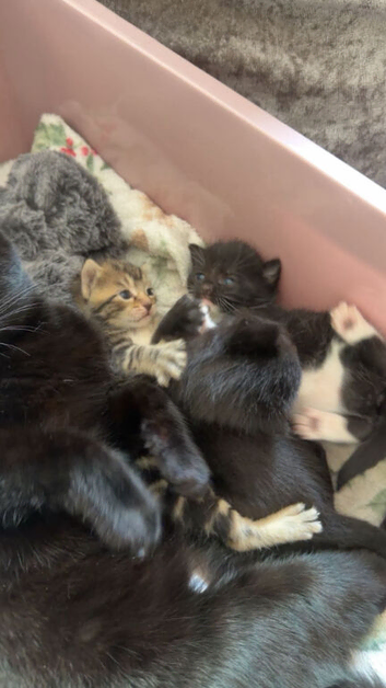 2 x Beautiful 9 week old kittens