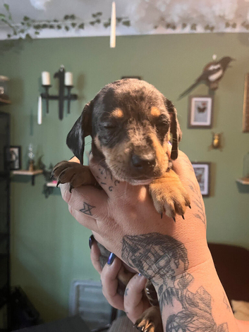 Stunning French x jack x daxi pups