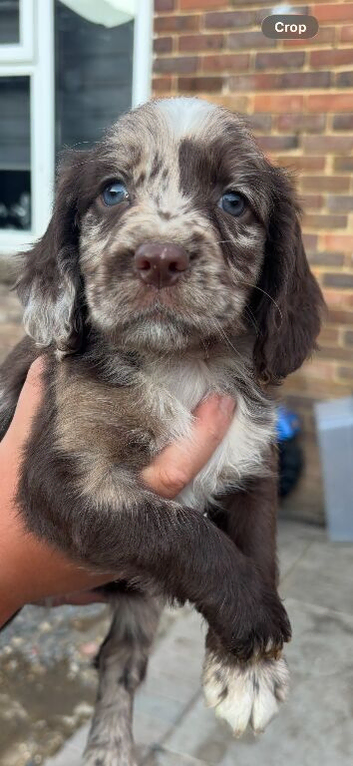 Cocker spaniel boys