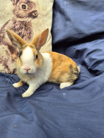 Netherland Dwarf x Dutch